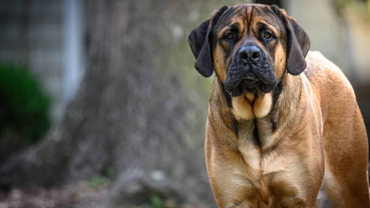 Avantages et inconvénients d’un Mastiff