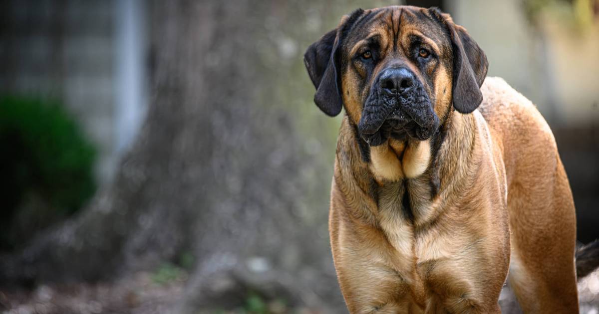 Avantages et inconvénients d’un Mastiff