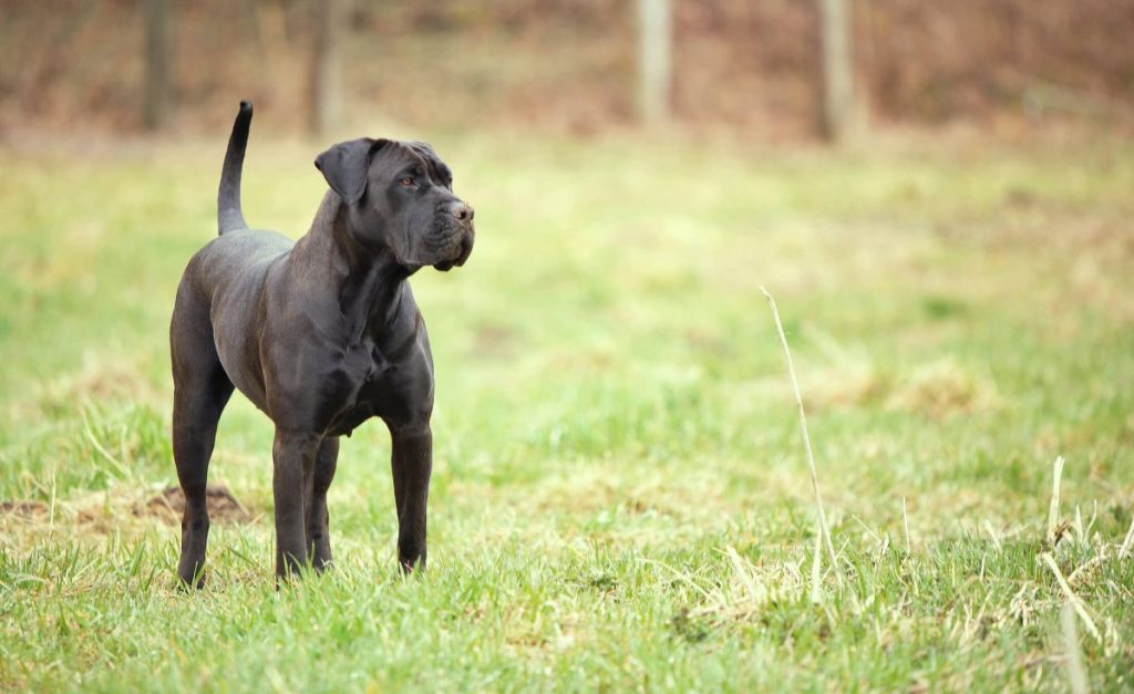 Mastiff noir debout dans l'herbe.