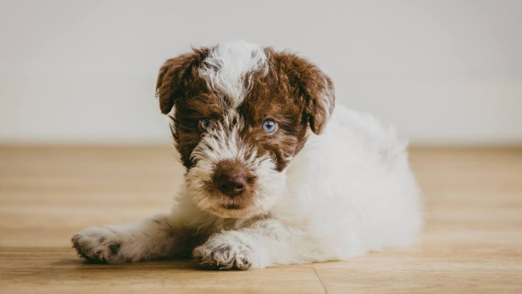 Photos et faits sur les chiots Fox Terrier