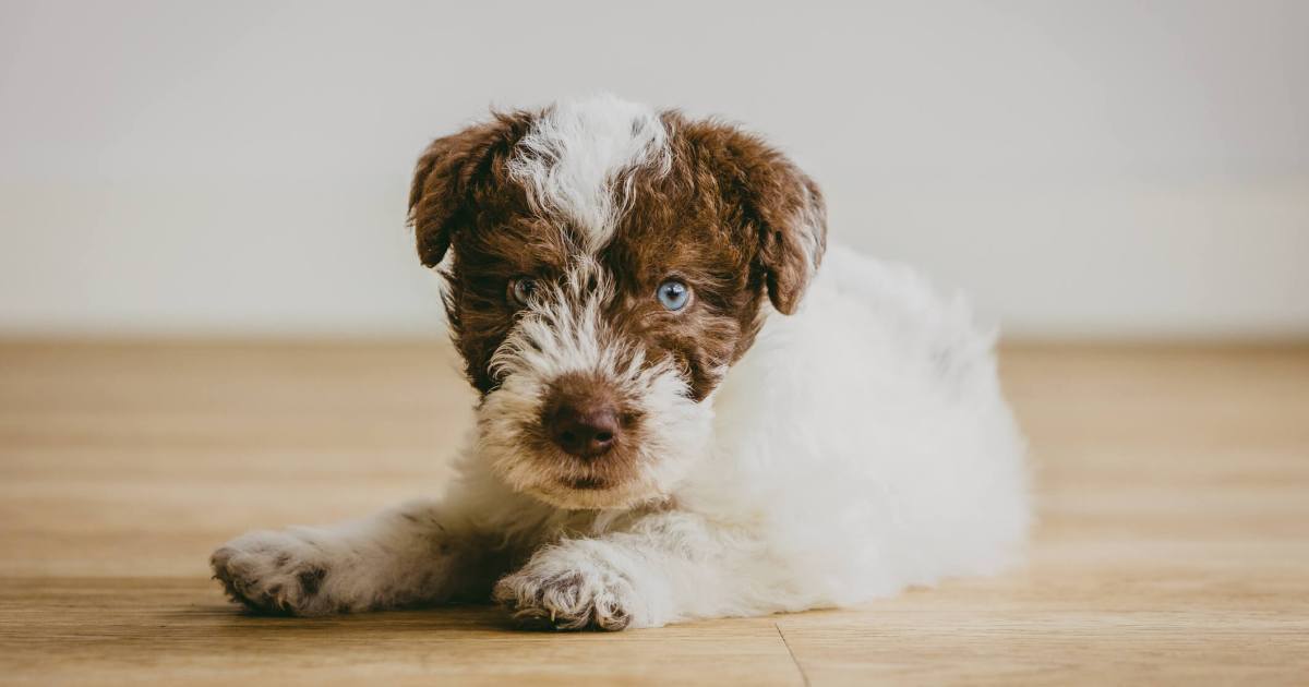 Photos et faits sur les chiots Fox Terrier