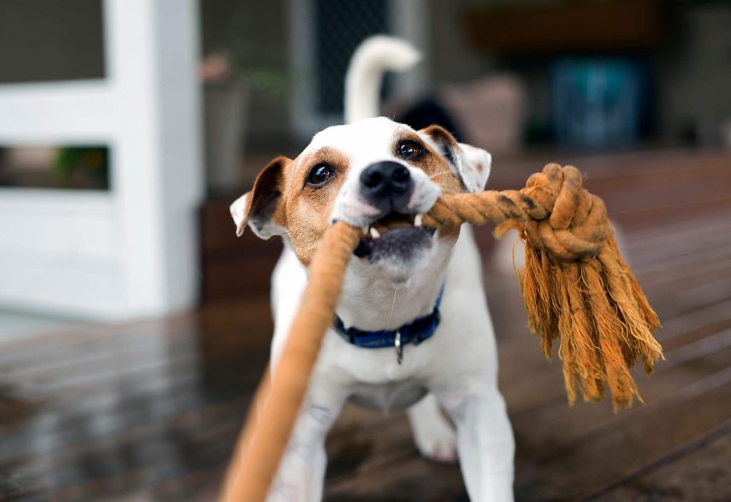 Chiot Fox Terrier tirant sur une corde à la maison.