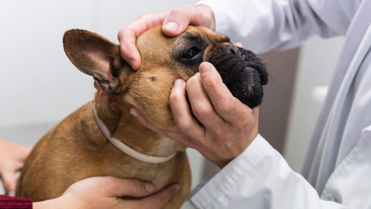 Dermatite des plis cutanés (Intertrigo) chez le chien : Symptômes, causes et traitements