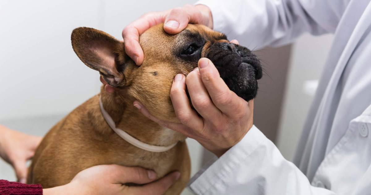 Dermatite des plis cutanés (Intertrigo) chez le chien : Symptômes, causes et traitements