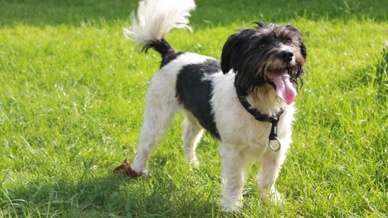 Ce que vous dit la queue d’un chien
