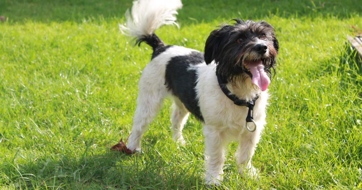 Ce que vous dit la queue d’un chien