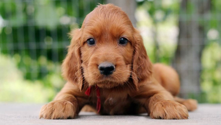 Photos et faits sur les chiots Setter irlandais