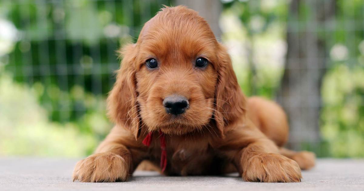 Photos et faits sur les chiots Setter irlandais