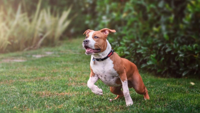Avantages et inconvénients d’un American Staffordshire Terrier