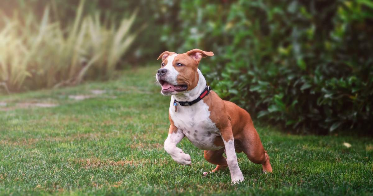 Avantages et inconvénients d’un American Staffordshire Terrier