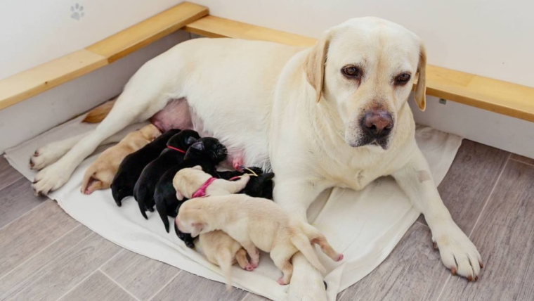 La mammite chez le chien : symptômes, causes et traitements