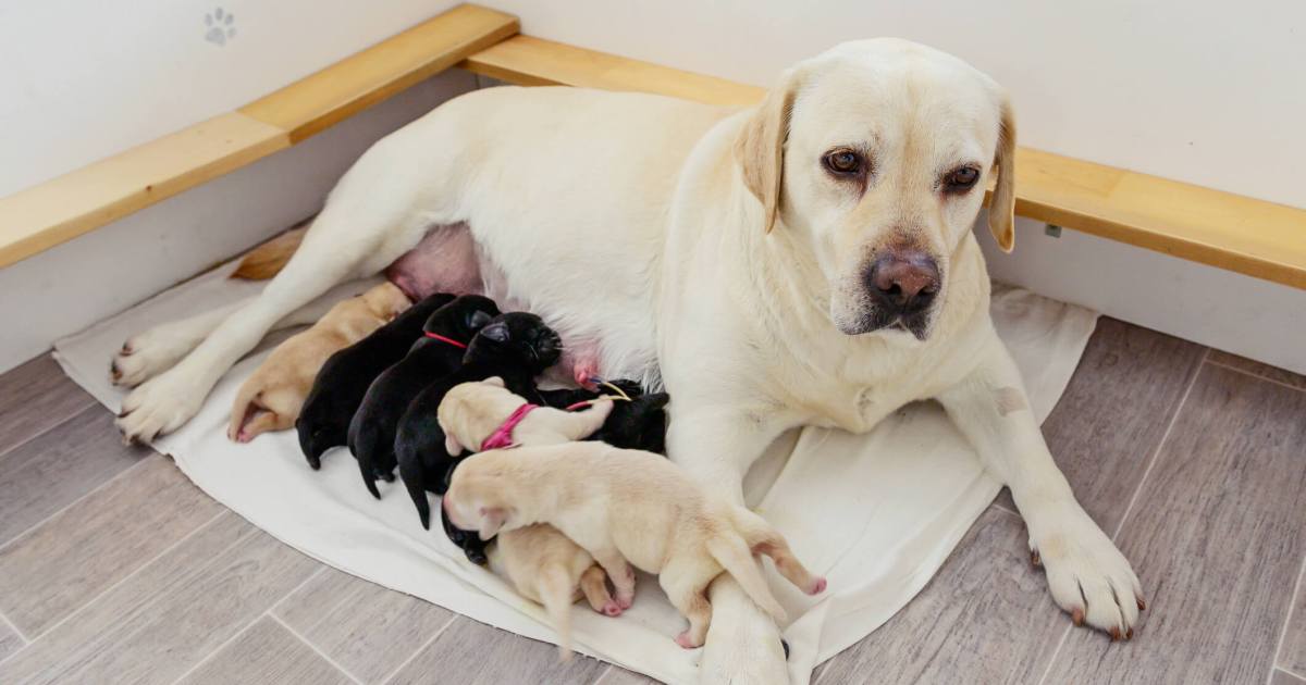 La mammite chez le chien : symptômes, causes et traitements