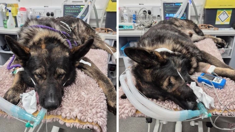 Plus de 13 000 dollars collectés en 24 heures pour aider un chien policier à la retraite à marcher à nouveau