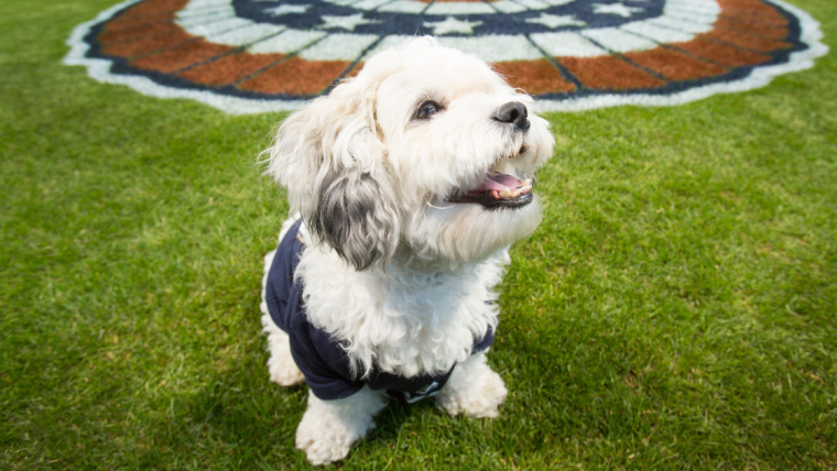 La mascotte officieuse des Brewers de Milwaukee, Hank le chien, est décédée