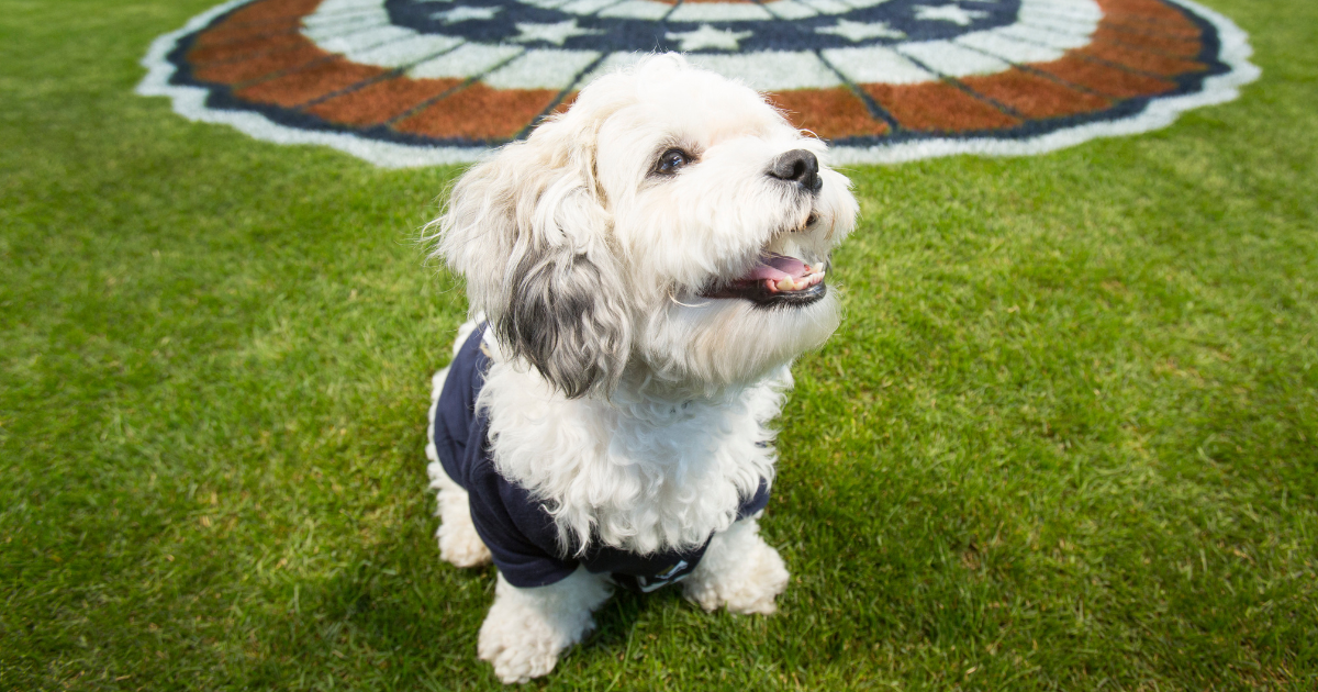 La mascotte officieuse des Brewers de Milwaukee, Hank le chien, est décédée