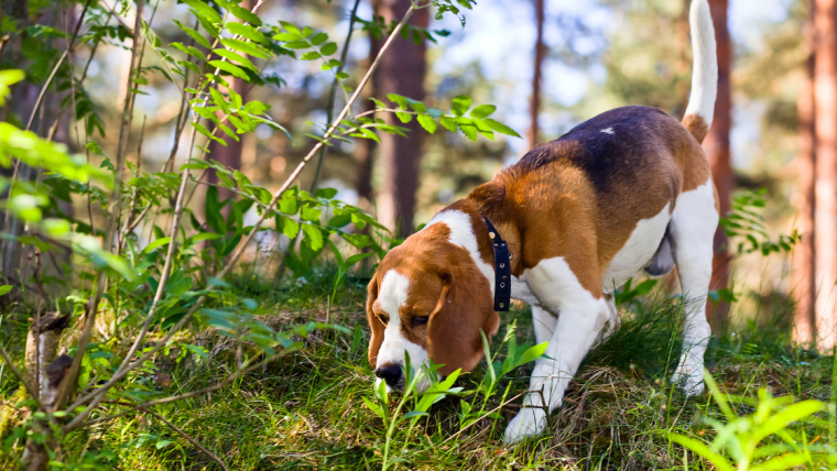 Les propriétaires de chiens britanniques sont avertis des risques de pourriture de l’Alabama à l’aube de l’automne
