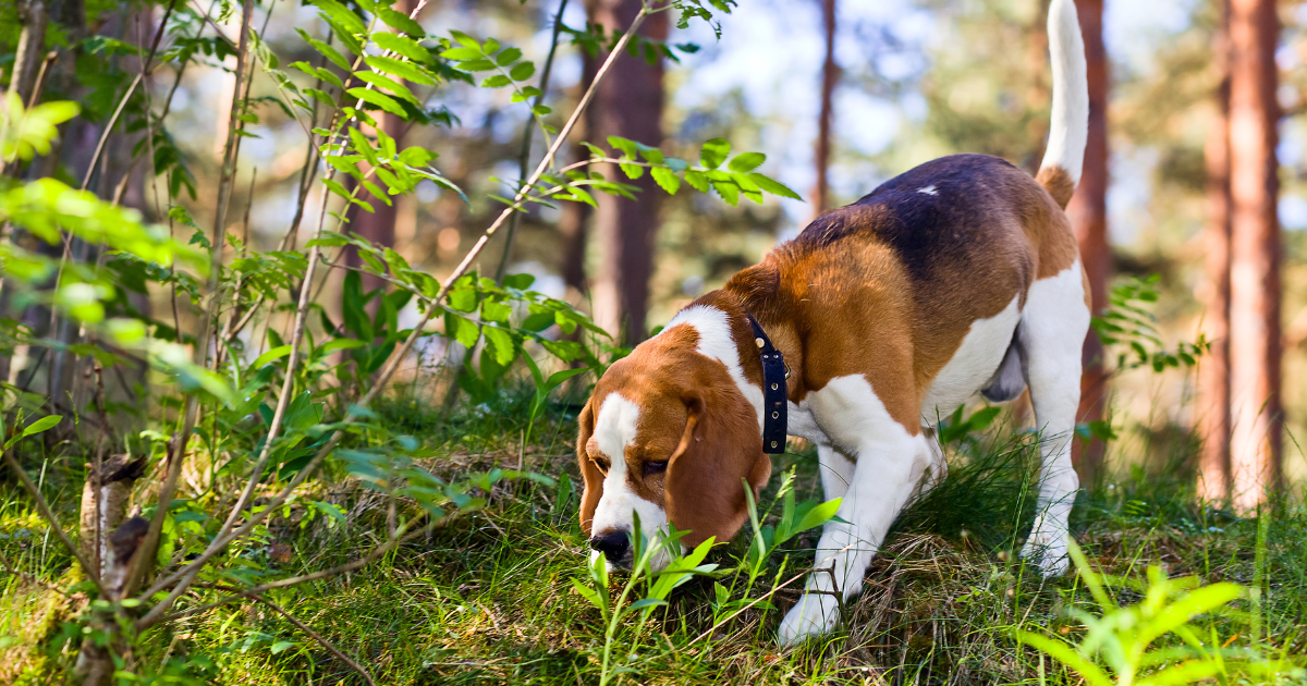 Les propriétaires de chiens britanniques sont avertis des risques de pourriture de l’Alabama à l’aube de l’automne