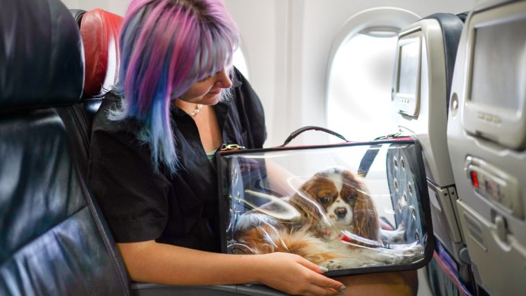 La nouvelle réglementation sur la rage des chiens pourrait perturber les voyages aériens des animaux de compagnie aux États-Unis