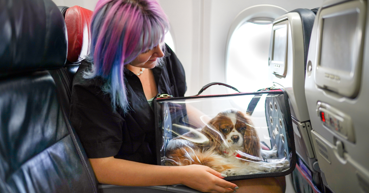 La nouvelle réglementation sur la rage des chiens pourrait perturber les voyages aériens des animaux de compagnie aux États-Unis