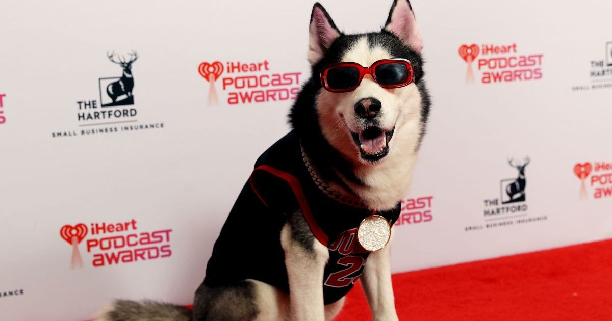 Le chien Swaggy Wolfdog perd une chaîne en diamants de 100 000 $ lors d’un événement organisé par iHeartRadio.