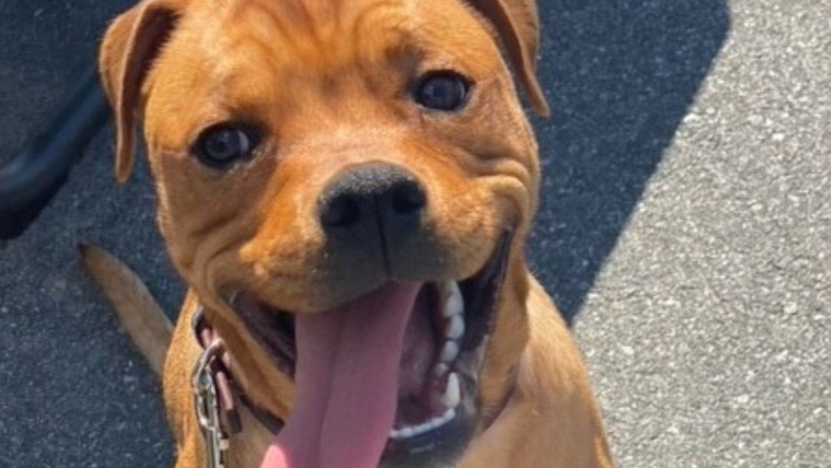 Un homme du Massachusetts accusé de cruauté envers les animaux après avoir maltraité deux chiens