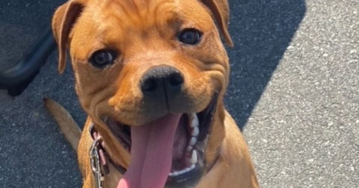Un homme du Massachusetts accusé de cruauté envers les animaux après avoir maltraité deux chiens