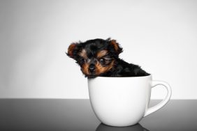 Chien Yorkshire Terrier assis dans une tasse.