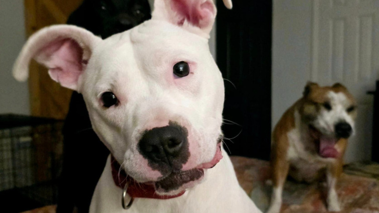 Perro De Refugio En Florida Con Pasado Áspero Busca Hogar Para Siempre (Perro de refuge en Floride avec le passé d’Aspero)
