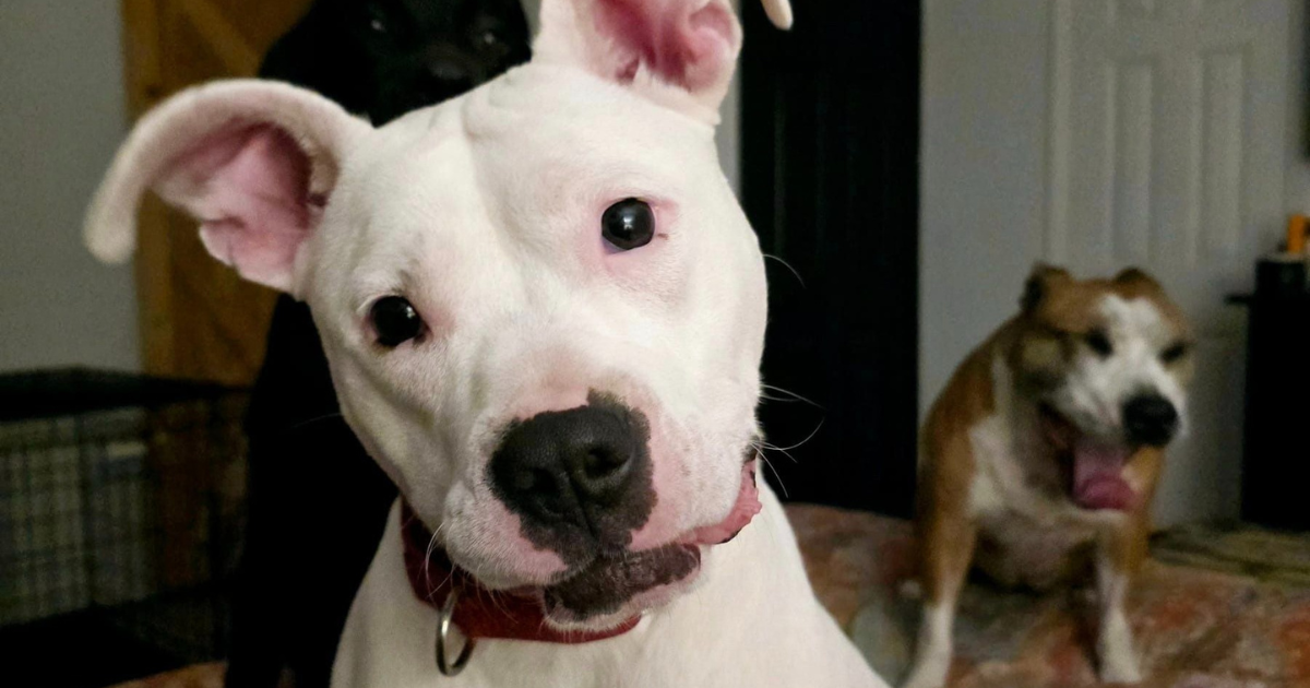 Perro De Refugio En Florida Con Pasado Áspero Busca Hogar Para Siempre (Perro de refuge en Floride avec le passé d’Aspero)