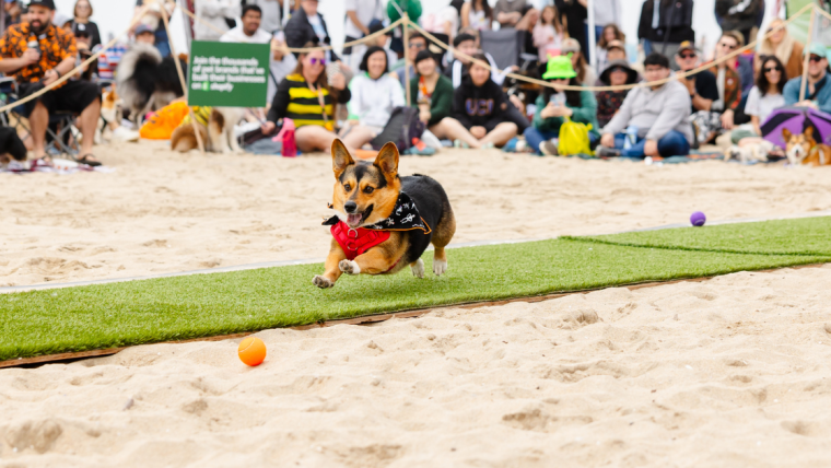 Le Corgi Beach Day 2024 apporte l’esprit d’Halloween à Huntington Dog Beach