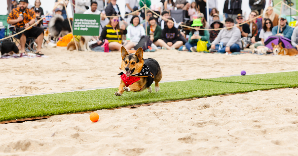 Le Corgi Beach Day 2024 apporte l’esprit d’Halloween à Huntington Dog Beach