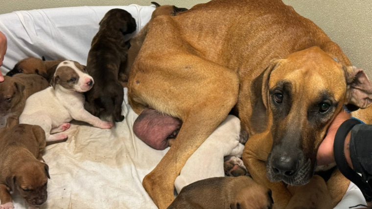 Un chien errant et 10 chiots se rétablissent après avoir été trouvés émaciés dans les bois