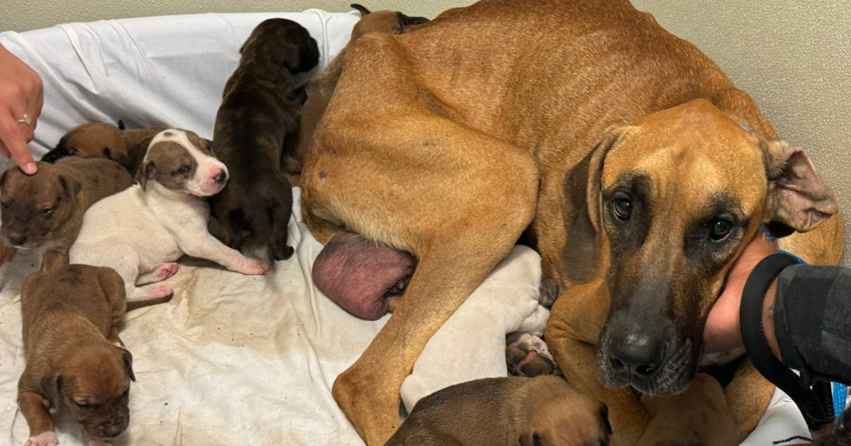 Un chien errant et 10 chiots se rétablissent après avoir été trouvés émaciés dans les bois