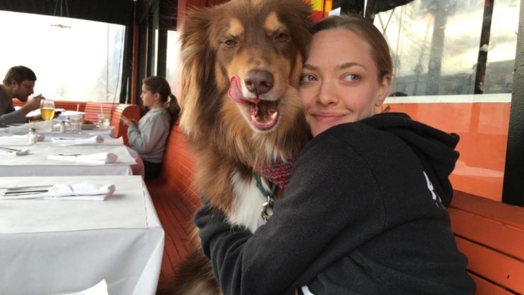 Amanda Seyfried remercie son chien Finn de l’avoir aidée dans les moments difficiles.
