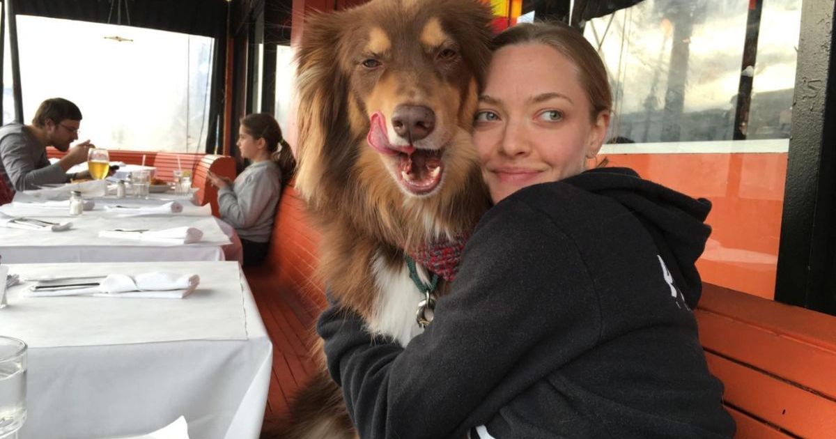 Amanda Seyfried remercie son chien Finn de l’avoir aidée dans les moments difficiles.