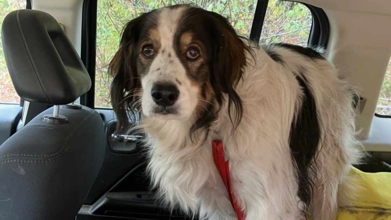 Acciones De Un Perro Salva Su Anciano Herido Varado En Los Bosques