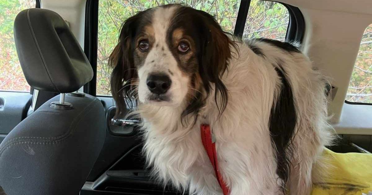 La rapidité d’esprit d’un chien permet de sauver une personne âgée blessée et bloquée dans les bois