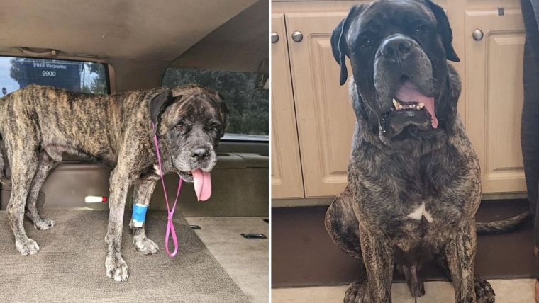 Un chien jeté dans un lac de Floride pour s’y noyer retrouve une nouvelle vie