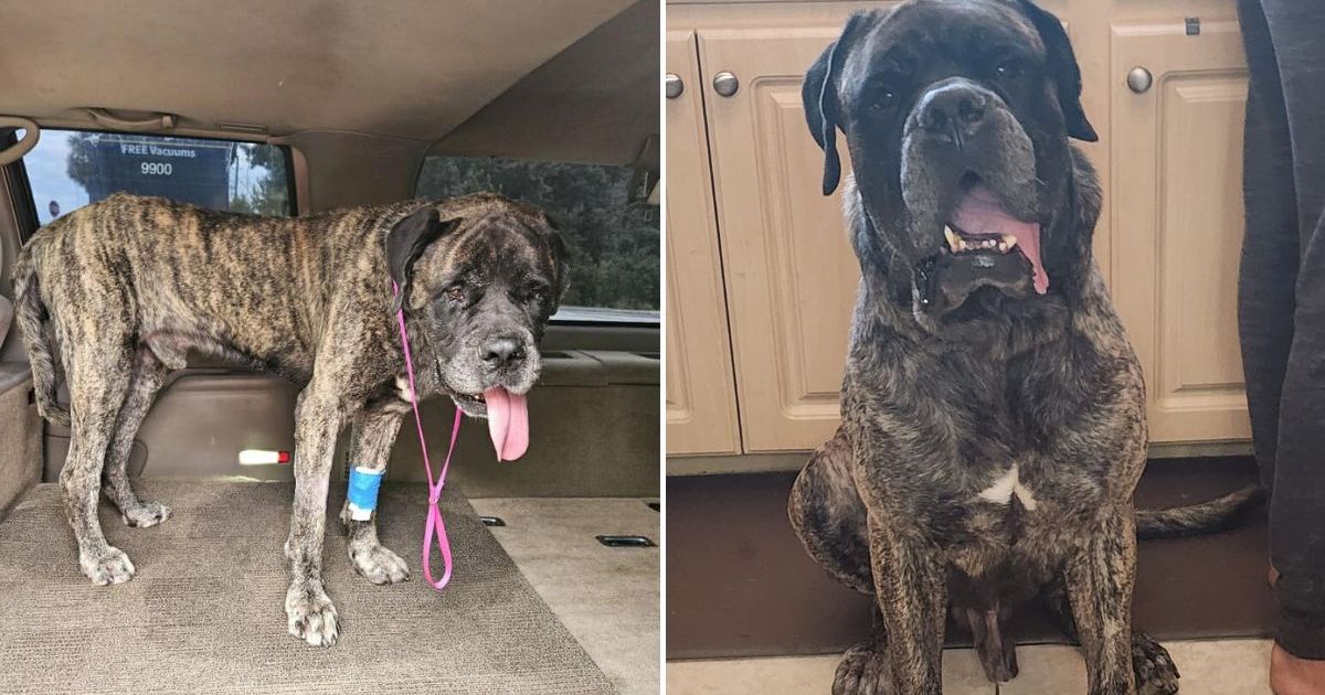 Un chien jeté dans un lac de Floride pour s’y noyer retrouve une nouvelle vie