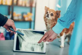 Contrôle de la maladie des disques intervertébraux (MDI) chez un chien.