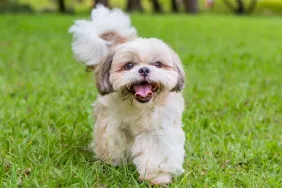 Photo d'extérieur d'un Shih Tzu, l'une des meilleures races de petits chiens pour les nouveaux propriétaires, marchant sur l'herbe.