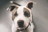 gros plan d'un Pit Bull Terrier américain