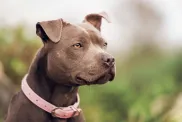 Gros plan sur un Pit Bull Terrier chocolat portant un collier rose.