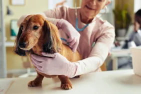 Portrait d'un mignon Teckel à poil long lors d'un examen vétérinaire avec un vétérinaire expérimenté utilisant un stéthoscope pour rechercher un rétrécissement du canal vertébral ou une sténose de la colonne vertébrale.