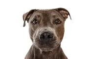 Photo de studio d'un magnifique chien de race, l'american pit bull terrier, posant isolé sur fond blanc. Regard curieux. Concept de mouvement, amour des animaux, vie animale, beauté, exposition de chiens. Espace de copie pour publicité