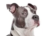 Chiot American Staffordshire Terrier devant un fond blanc