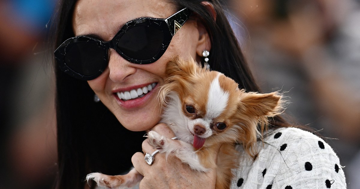 Pilaf, le chihuahua de Demi Moore, enchante les invités du « Graham Norton Show ».