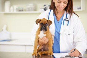 Chien Boxer examiné pour détecter les signes d'hyperostose squelettique idiopathique diffuse (DISH).