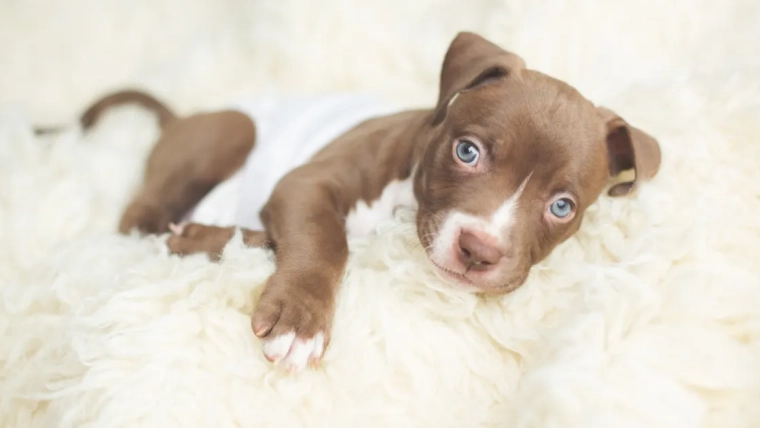 Photos et faits concernant les chiots Pit Bull