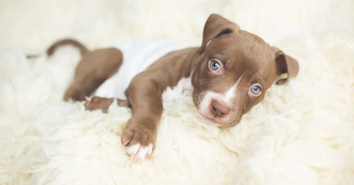 Photos et faits concernant les chiots Pit Bull